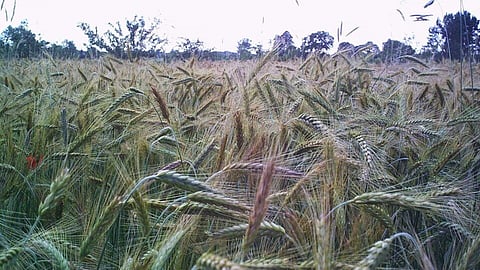 राई (Rye)क्या होता है ? इसके प्रकार और महत्वपूर्ण जानकारी।