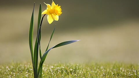 पादप क्या है ? परिभाषा, प्रकार और महत्त्व