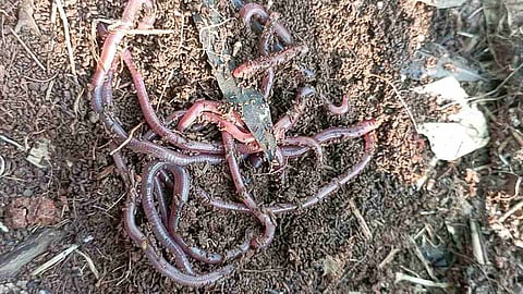 केंचुए (Earthworm) क्या होते है ? परिभाषा, प्रकार और महत्वपूर्ण जानकारी