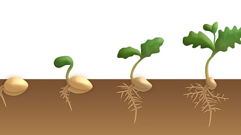 अंकुरण (Germination) क्या है? परिभाषा, प्रक्रिया और पौधों के विकास में महत्व