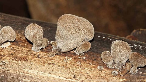 कवक क्या है? अर्थ, परिभाषा, प्रकार और पर्यावरण में भूमिका