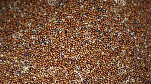 मोटे अनाज, फोटो साभार - https://www.dreamstime.com/