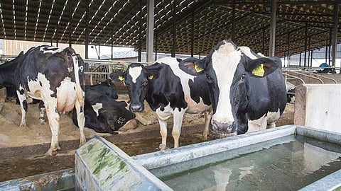 पशुधन में फ्लोराइड विष का प्रभाव,Pc-(Farmers Weekly)