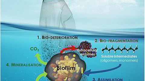 जल प्रदूषण की पर्यावरणीय सफाई में बायोफिल्म बनाने वाले बैक्टीरिया की भूमिका,Pc- Frontiers