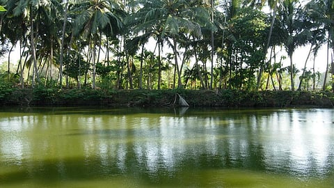 Temple pond in Kerala (Image: Sreekanth V, Wikimedia Commons)