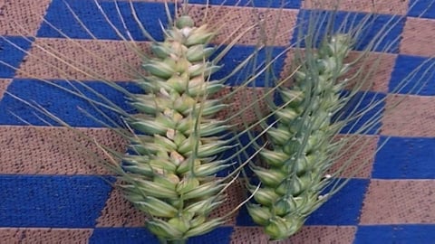 कुदरती खेती