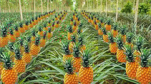 पूर्वी भारत के वर्षा आधारित क्षेत्रों में अनानास की खेती,Pc-Advance Agriculture