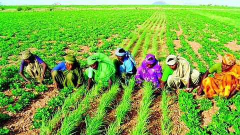 नमी तनावः सब्जी वर्गीय फसलों पर इसका प्रभाव एवं संभावित प्रबंधन विकल्प,PC-VikasPedia