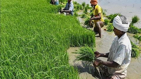 धान की बुवाई के लिए नर्सरी से पौधों का गट्ठर तैयार करते किसान।