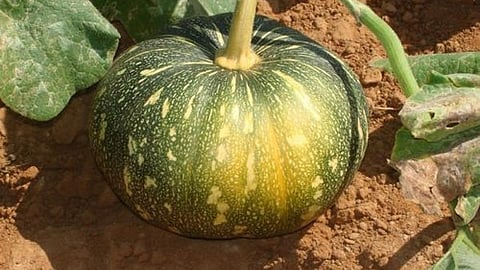 कद्दू की उन्नत खेती,Pc-अपनी खेती