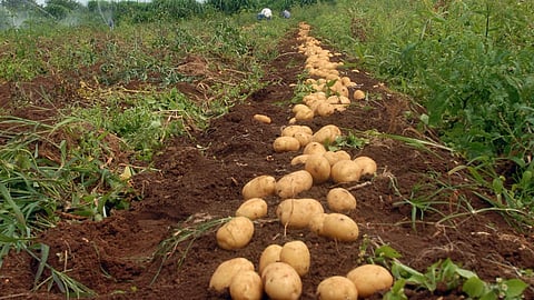 आलू की जैविक खेती,फोटो क्रेडिट:- विकिपीडिया