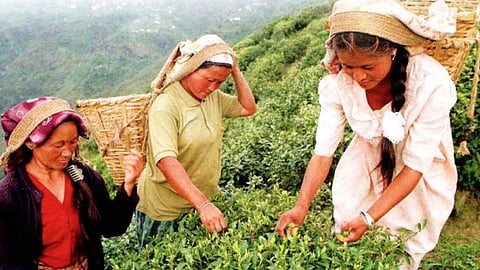 कृषि क्षेत्र में बढ़ती महिला उद्यमी, फोटो क्रेडिट: कुरुक्षेत्र