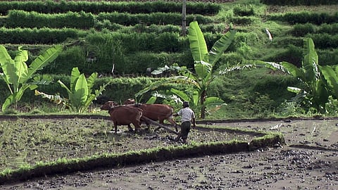 वर्षा आधारित कृषि की भारतीय अर्थव्यवस्था में भूमिका,फोटो क्रेडिट--IWP Flicker