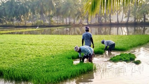 सतत कृषि विकास की दिशा में पहल,फोटो क्रेडिट: विकिपीडिया