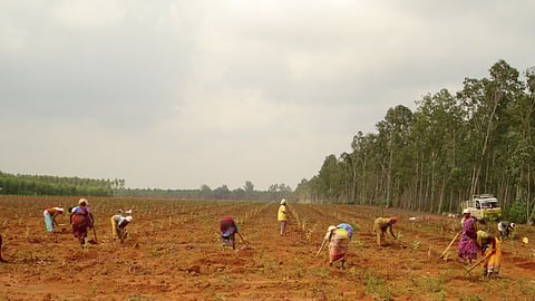 पर्यावरण संरक्षण का उत्सव,फोटो क्रेडिट:Wikipedia