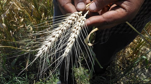 खाद्यान्न सुरक्षा औ बदलता पर्यावरण:-फोटो क्रेडिट:-IWP Flicker
