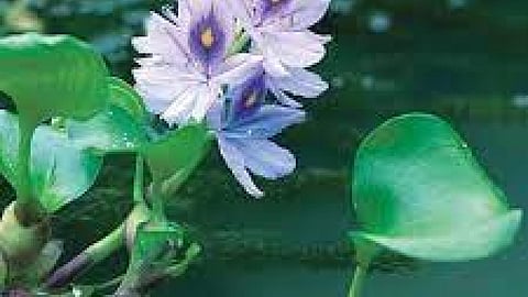 जलकुम्भी खरपतवार,PC-Wikipedia