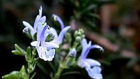 हर्बलिज़्म जड़ी-बूटी चिकित्सा,PC-Wikipedia