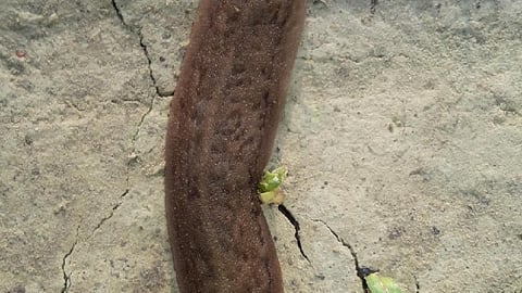 आक्रामक स्लग