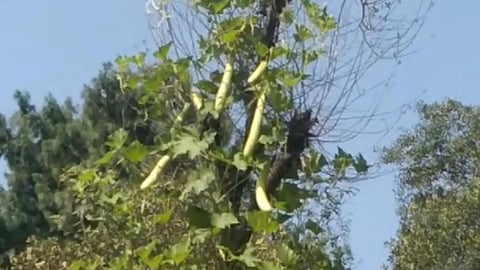 कृषि एवं पशुपालन में विशेष पहचान रखने वाला सरहदी गांव मंगनाड,Pc-चरखा फीच