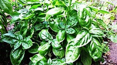 लवणीय जल सिंचाई द्वारा तुलसी की खेती