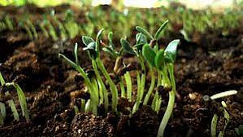 मेथी (ट्राइगोनेला फीनम- ग्रीकम) की खेती