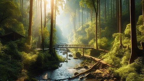 जंगल नामा