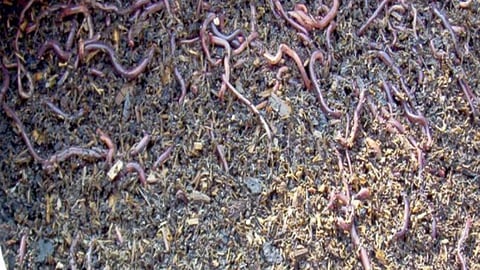 कृषि के टिकाऊपन में केंचुओं का योगदान