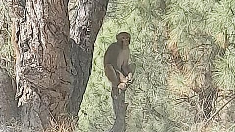 उत्तराखंड में बंदरों के आतंक से प्रभावित होती कृषि
