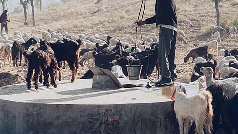 पशुधन बना आमदनी का साधन