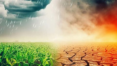 बे-मौसम बरसात से तहस-नहस हो गई दलहन-तिलहन की खेती