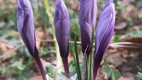 केसर के बिरवे