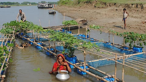 तैरते खेत (फोटो साभार - netzfrauen.org)