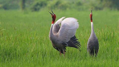 ग्रास लैंड बर्ड (फोटो साभार  - natureinfocus.in)