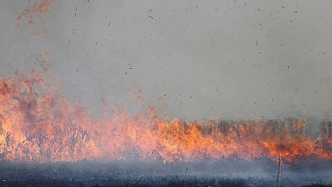पराली जलाना (साभार छवि: विकिमीडिया कॉमन्स)