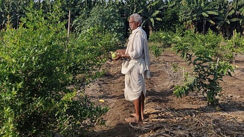 प्राकृतिक खेती ले ही सुधरेगा खेती का भविष्य (छवि: ऊर्जा, पर्यावरण और जल परिषद)
