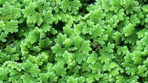 धान के खेत में अजोला डालो, यूरिया भूल जाओगे। फोटो साभार - कृषक जगत