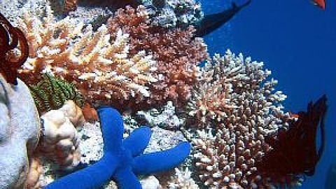 प्रवाल भित्तियों का अनोखा संसार (साभार - विकिपीडिया)