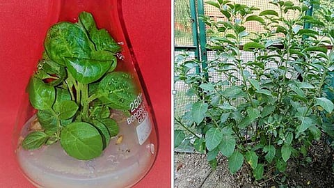 प्रयोगशाला में अश्वगंधा के पौधे का उत्पादन और फील्ड में अश्वगंधा के पौधों का उत्पादन