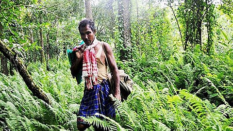 जादव पयांग