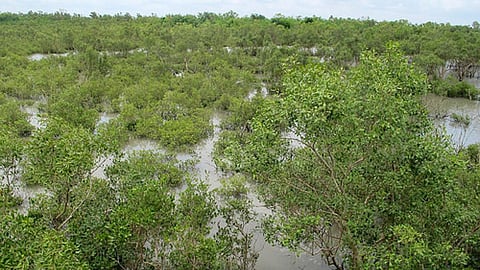 नयाचर द्वीप