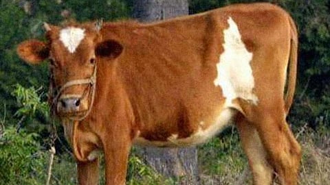 बद्री गाय