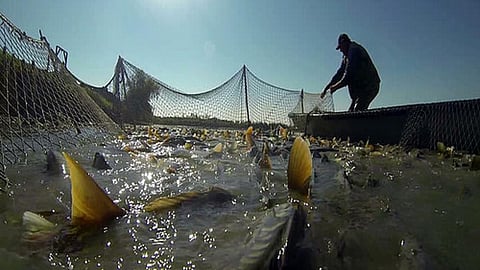 महाशीर मछली पालन