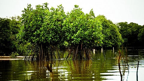 पर्यावरण और वन संरक्षण जलवायु परिवर्तन के परिणामों से निपटने का सबसे कारगर उपाय है।