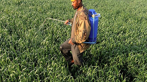 कीटनाशक का छिड़काव करता किसान