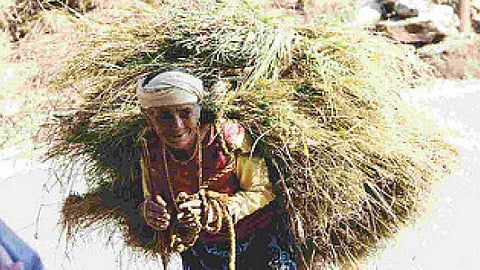 जंगल से चारा लाती बुजुर्ग महिला