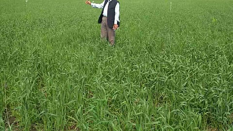 युवा किसान सीख रहे हैं रसायन मुक्त खेती