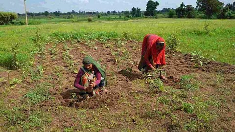 कुपोषण मिटाने के लिए महिलाओं ने पथरीली ज़मीन को बनाया उपजाऊ