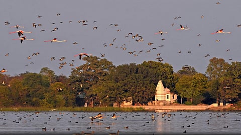 राजस्थान के उदयपुर जिले के मेनार गांव में धंध झील में पक्षियों का झुंड,फोटो-Special Arrangement