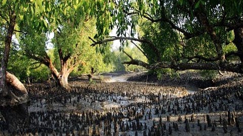 मैंग्रोव के कुछ भारतीय नाम सुझाएं